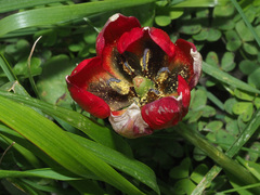 Tulipa