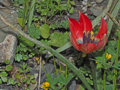 Tulipa