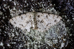 Ophthalmitis