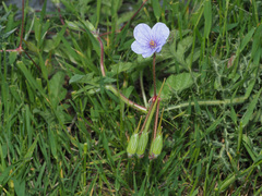 Erodium gruinum