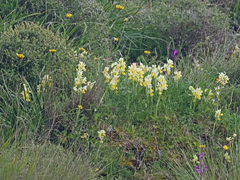 Orchis pauciflora