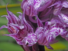 Orchideae