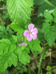 Geranium robertianum