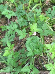 Geranium robertianum