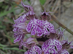 Orchideae