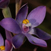 Thelymitra queenslandica - Photo (c) Lachlan Copeland, some rights reserved (CC BY-NC), uploaded by Lachlan Copeland