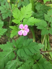 Geranium robertianum