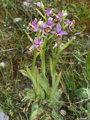 Ophrys heldreichii