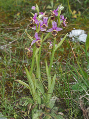 Ophrys heldreichii