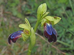 Ophrys fusca iricolor