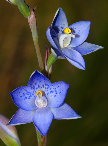 graceful sun-orchid (Thelymitra simulata)