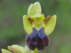 Ophrys fusca iricolor