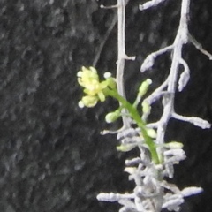 Magnoliopsida