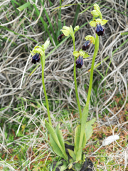 Ophrys fusca iricolor
