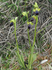 Ophrys fusca iricolor