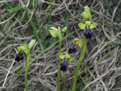 Ophrys fusca iricolor