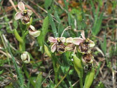 Ophrys × sommieri