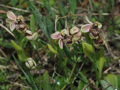 Ophrys × sommieri