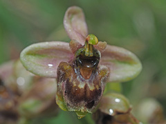 Ophrys × sommieri