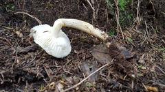 Tricholoma viridiolivaceum