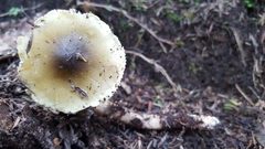 Tricholoma viridiolivaceum