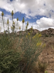 Stanleya pinnata pinnata
