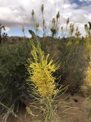 Stanleya pinnata pinnata