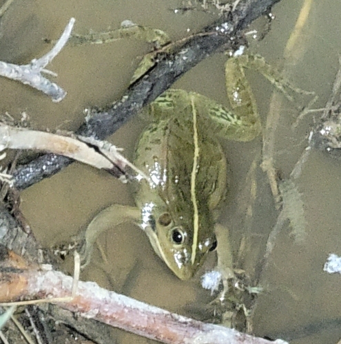 Yellow River Frog