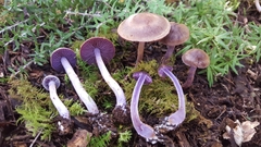 Cortinarius durifoliorum