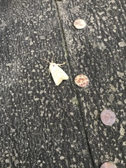 Charanyca trigrammica