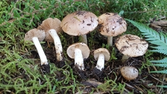 Hebeloma lacteocoffeatum