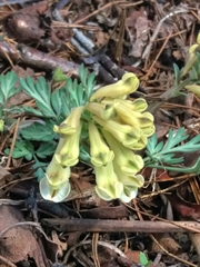 Corydalis magadanica