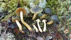Cortinarius olivaceoniger
