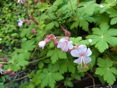 Geranium macrorrhizum