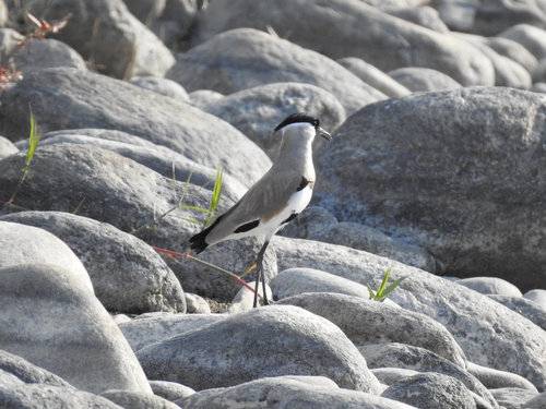 Vanellus duvaucelii