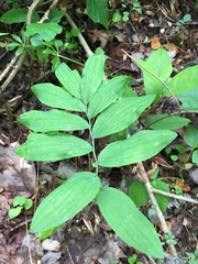 Polygonatum