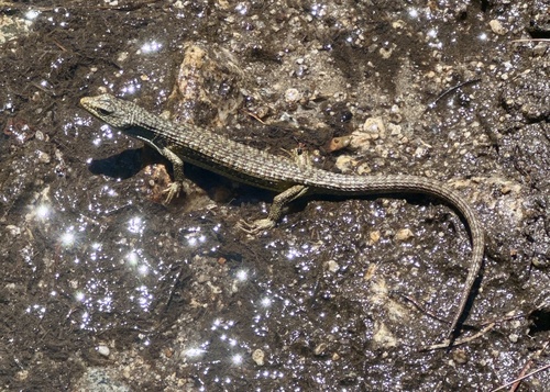 iNaturalist observation photo of Sierra Alligator Lizard