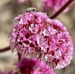 Chorizanthe douglasii