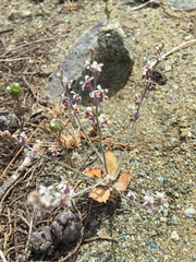 Streptanthus batrachopus