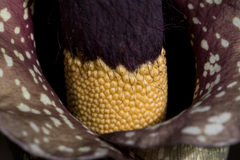 Amorphophallus hirtus