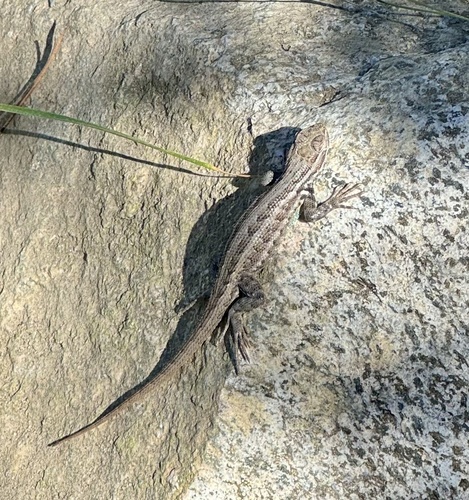 iNaturalist observation photo of Common Sagebrush Lizard