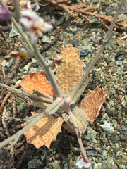 Streptanthus batrachopus