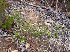Spyridium thymifolium
