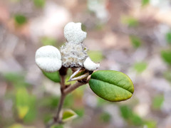 Spyridium thymifolium