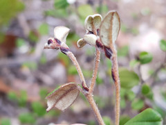 Spyridium thymifolium