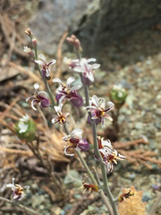 Streptanthus batrachopus