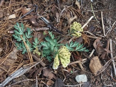 Corydalis magadanica