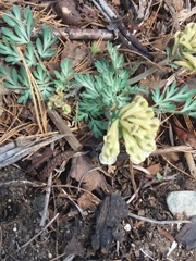 Corydalis magadanica