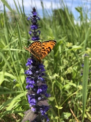 Melitaea phoebe