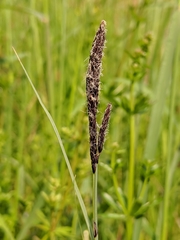 Carex flacca